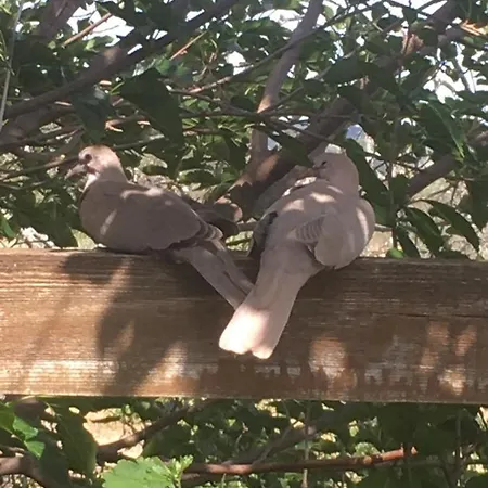 Alojamento de Acomodação e Pequeno-almoço La Maison Des Anges Eauze